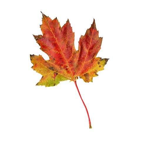 Autumn Maple Leaf Preview Thumbnail