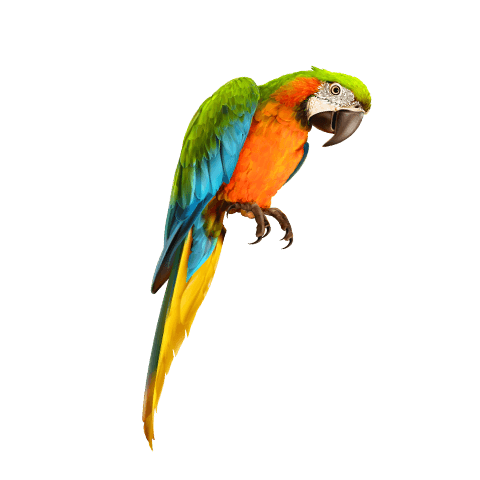 Macaws Bird Preview Thumbnail